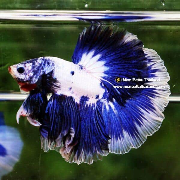 Betta Fish Blue Rim Marble OHM - Image 3