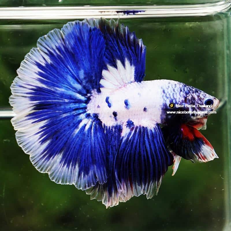 Betta Fish Blue Rim Marble OHM