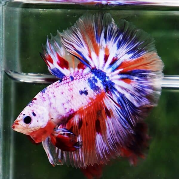 Betta Fish Siam Rainbow Candy Nemo OHM - Image 4