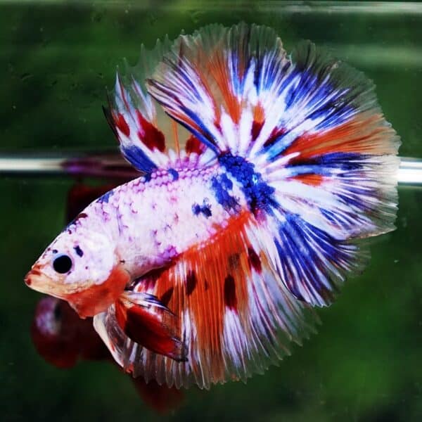 Betta Fish Siam Rainbow Candy Nemo OHM - Image 2