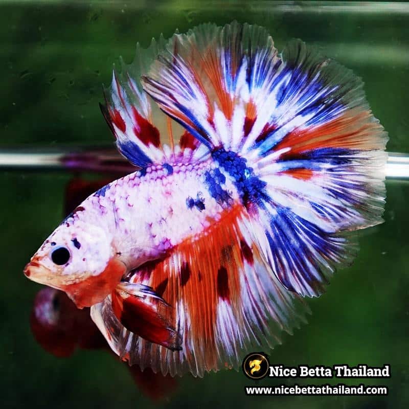 Betta Fish Siam Rainbow Candy Nemo OHM