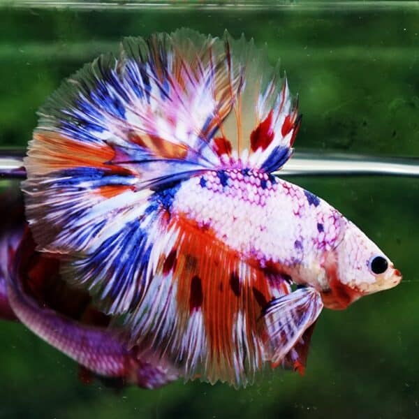 Betta Fish Siam Rainbow Candy Nemo OHM - Image 3