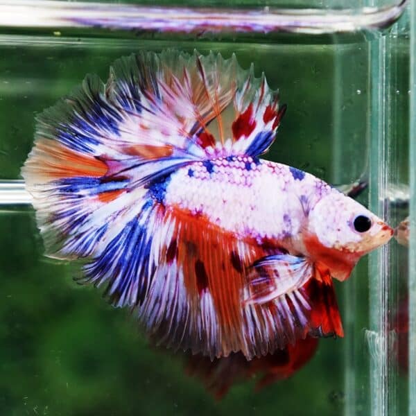 Betta Fish Siam Rainbow Candy Nemo OHM - Image 5