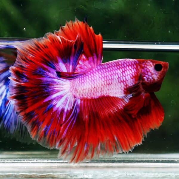 Betta Fish Fancy Magical Sweetie Pony Hawk OHM - Image 5