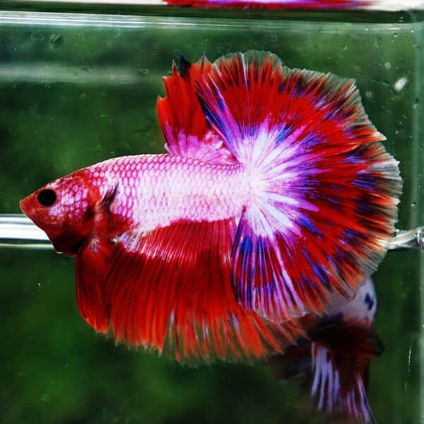 Betta Fish Fancy Magical Sweetie Pony Hawk OHM - Image 2