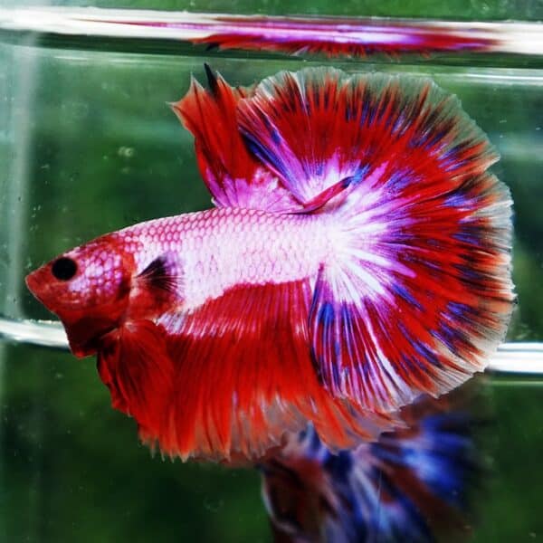 Betta Fish Fancy Magical Sweetie Pony Hawk OHM - Image 4