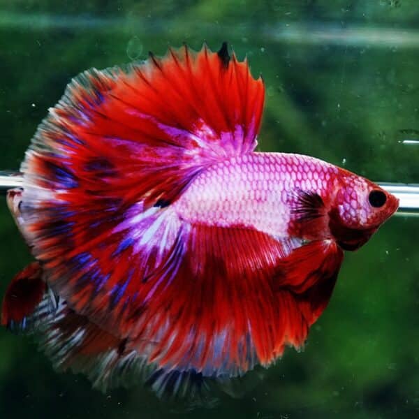 Betta Fish Fancy Magical Sweetie Pony Hawk OHM - Image 3