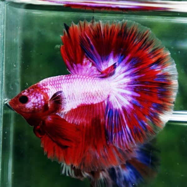 Betta Fish Fancy Magical Sweetie Pony Hawk OHM - Image 6