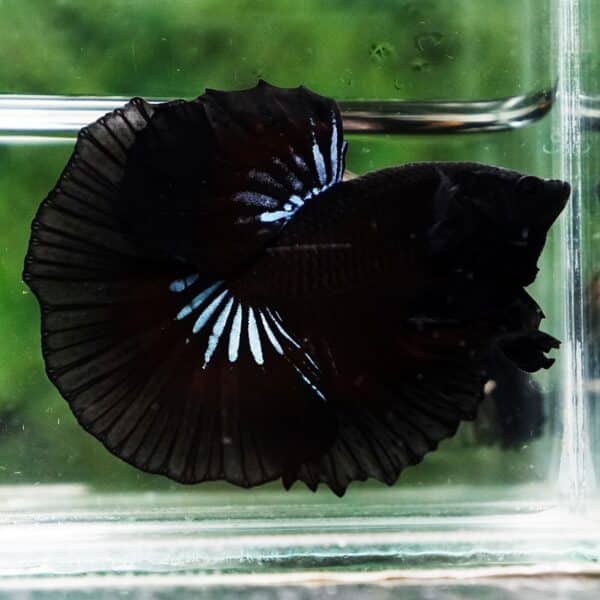 Betta Fish The Black Dread Hawk OHM - Image 5