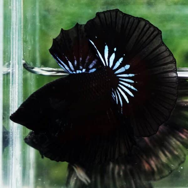 Betta Fish The Black Dread Hawk OHM - Image 2