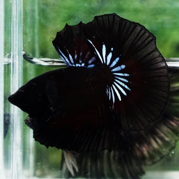 Betta Fish The Black Dread Hawk OHM - Image 4