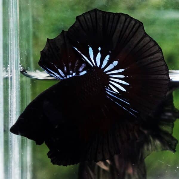 Betta Fish The Black Dread Hawk OHM - Image 6