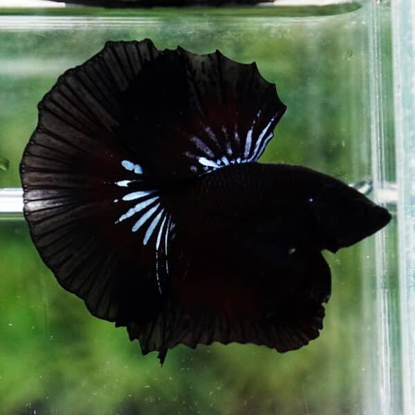 Betta Fish The Black Dread Hawk OHM - Image 3