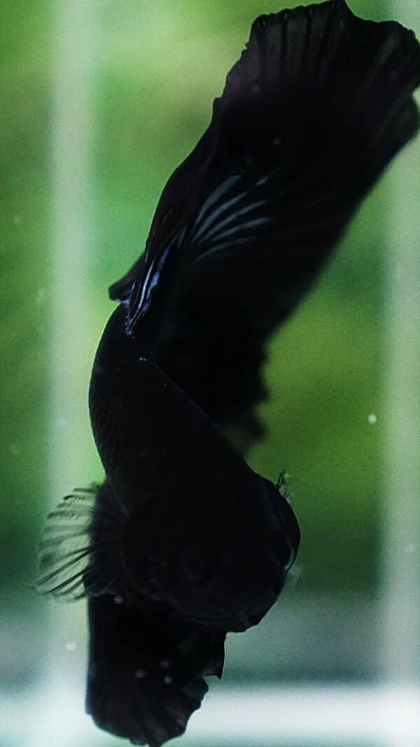 Betta Fish The Black Dread Hawk OHM - Image 7