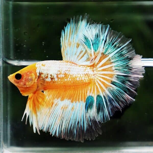 Betta fish Fancy Yellow Star Dust Tricolor OHM - Image 2