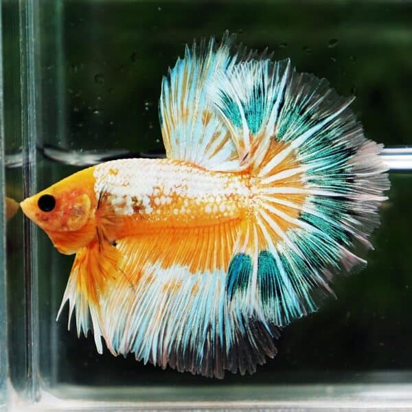 Betta fish Fancy Yellow Star Dust Tricolor OHM - Image 4