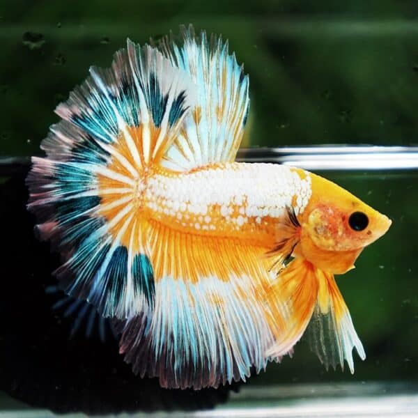 Betta fish Fancy Yellow Star Dust Tricolor OHM - Image 3