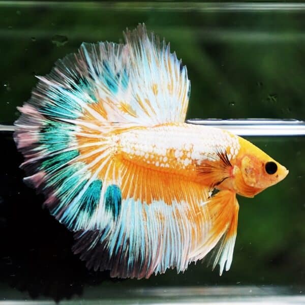 Betta fish Fancy Yellow Star Dust Tricolor OHM - Image 5