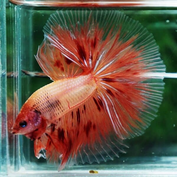 Betta fish Armageddon Meteor Large Size OHM - Image 6