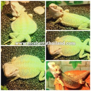 Bearded Dragon Syrax