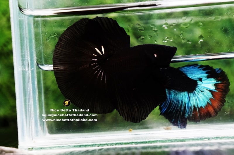 Black Betta fish Blood line by Nice Betta Thailand