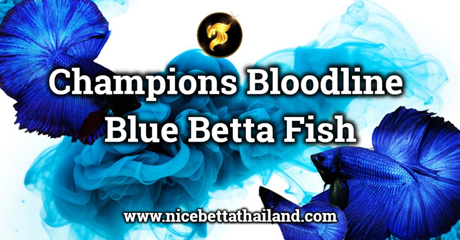 Blue Betta Fish Champions Bloodline