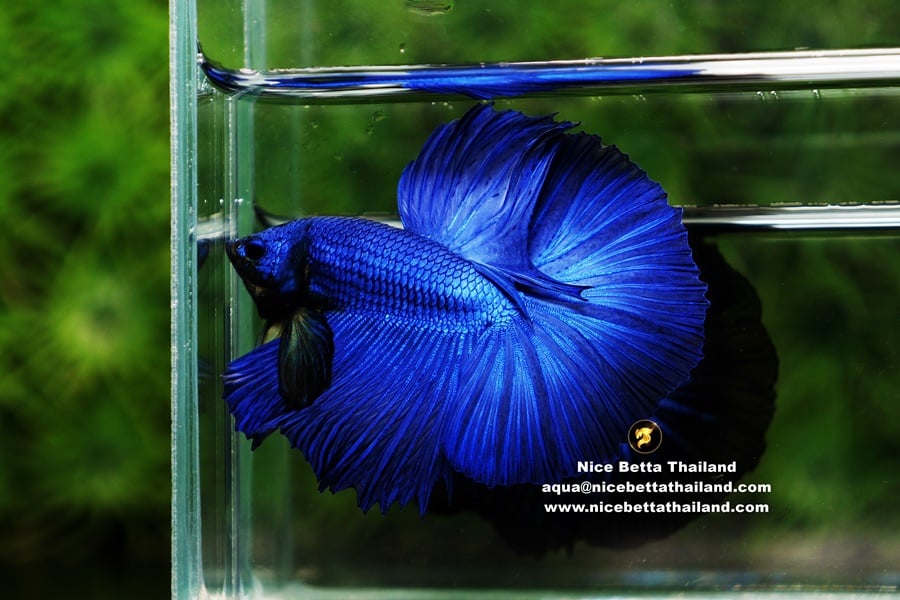 Blue betta fish for sale by Nice Betta Thailand