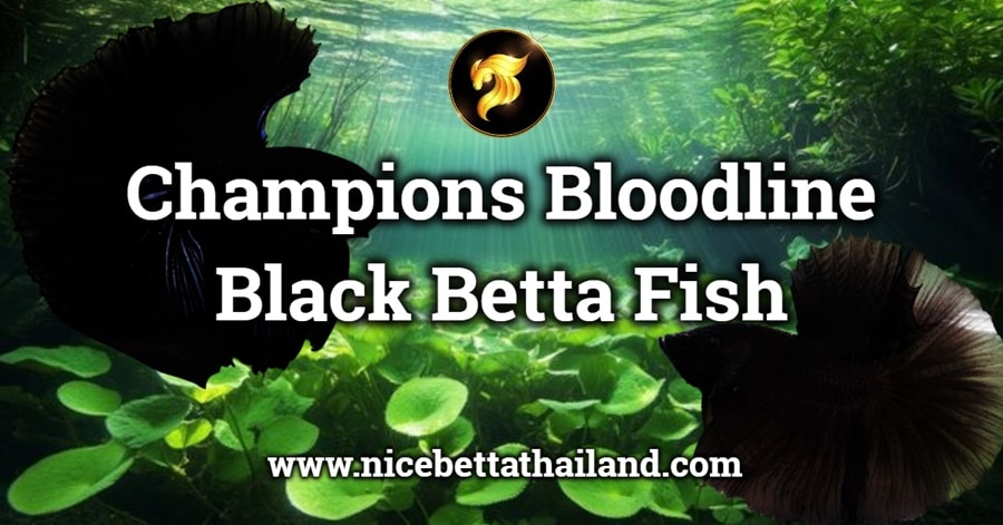 Champions Bloodline Black Betta Fish