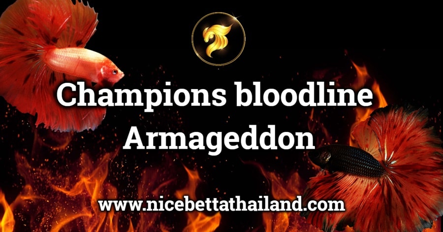 Champions bloodline Armageddon betta fish