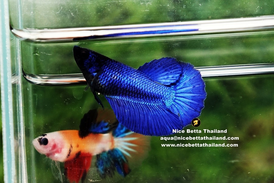 Female solid blue betta fish