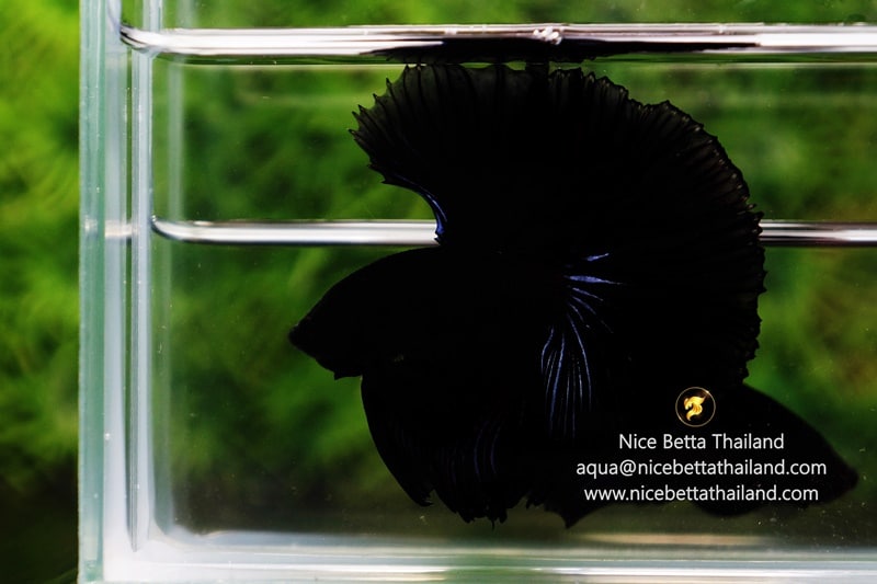 King of The Black Betta fish Genetic by Nice Betta Thailand Farm