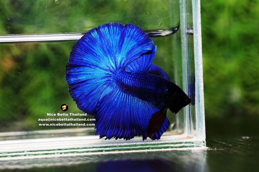 Premium quality blue betta fish by Nice Betta Thailand