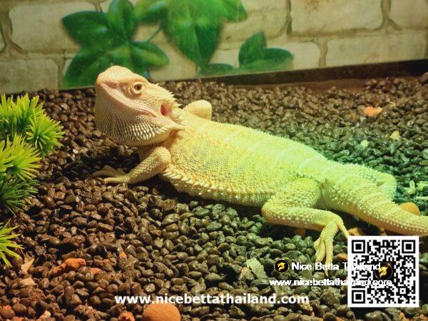 Hypo Het Citrus Female Bearded Dragon (Syrax) - Image 4