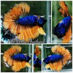 Betta Fish Yellow Blue Macaw Sky Hawk Feather tail OHM