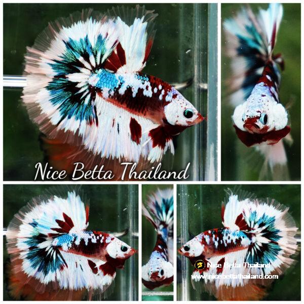 Betta Fish Full Helmet Warriors Angle Ring Sky Hawk OHM