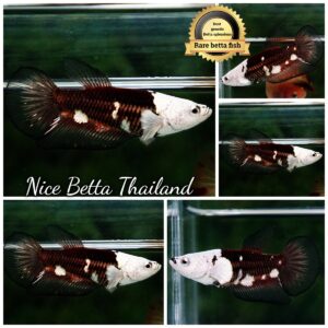 Female Betta fish Killer Shadow Black Star Full Helmet Samurai (Ultra Rare) HM