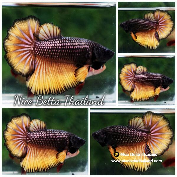 Female Betta Fish Copper Mustard Gas HM