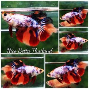 Female Betta fish Multicolor Candy Nemo HM