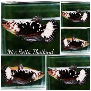 Female Betta fish Killer Shadow Black Star Samurai HMPK