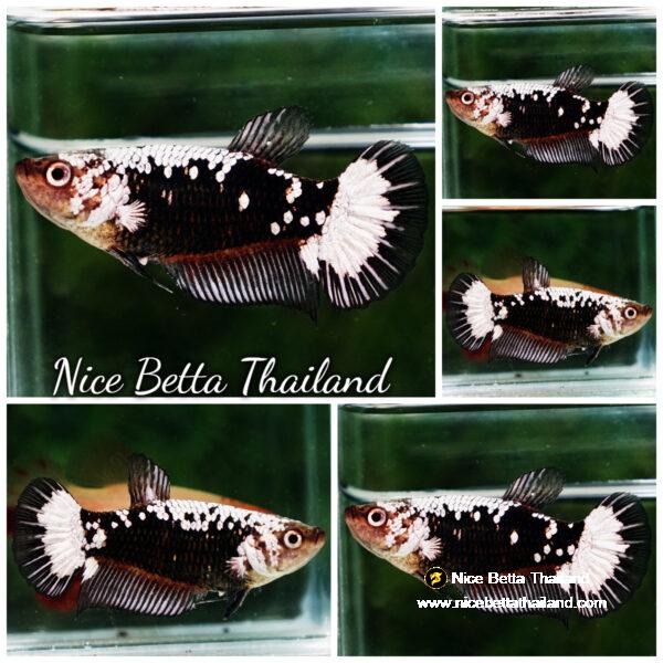 Female Betta fish Killer Shadow Black Star Samurai HMPK