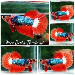 Female Betta fish Emerald On Fire Rosetail HM