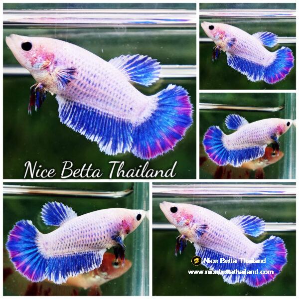 Female Betta fish Sweet Mascot HM