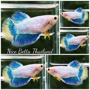 Female Betta fish Moon Pastel Mascot HM