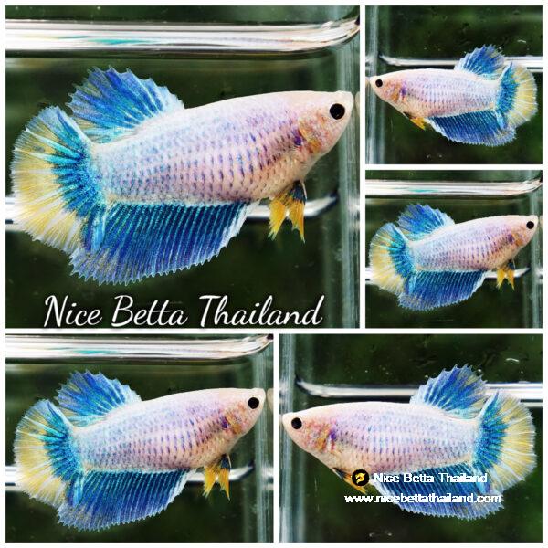 Female Betta fish Moon Pastel Mascot HM