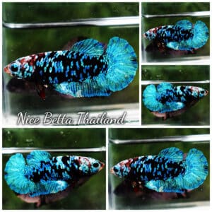 Female Betta Fish Queen Devil Black Star Avatar HMPK