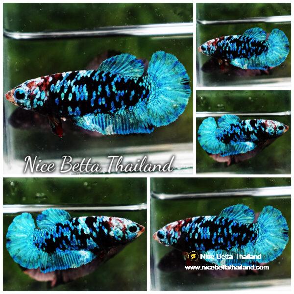 Female Betta Fish Queen Devil Black Star Avatar HMPK