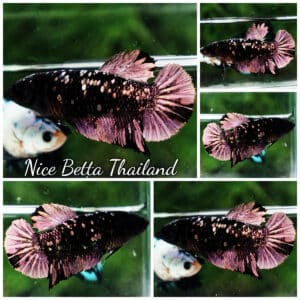 Female Betta fish The Dark Nebula HMPK