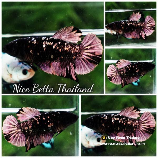 Female Betta fish The Dark Nebula HMPK