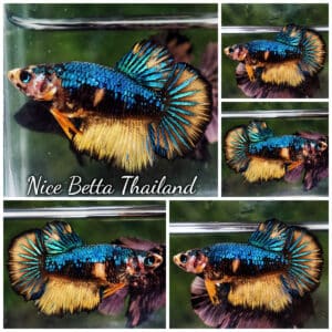 Female Betta fish Blue Warrior Mustard Gas HM