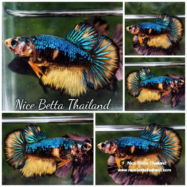 Female Betta fish Blue Warrior Mustard Gas HM